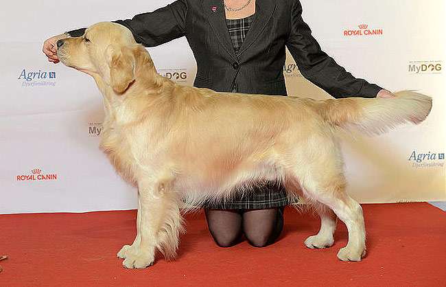 Золотистый ретривер, голден ретривер, фото фотография собаки