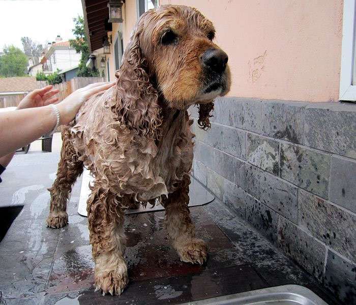 Мытье кокер-спаниеля фото фотография собаки