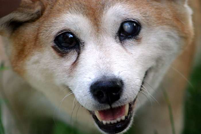 Слепой шиба-ину, фото фотография собаки