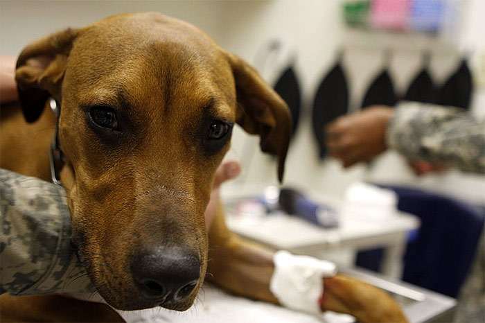 Собака в ветеринарной клинике, фото фотография собаки