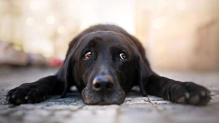 Собака с виноватым взглядом лежит на полу, фото фотография собаки