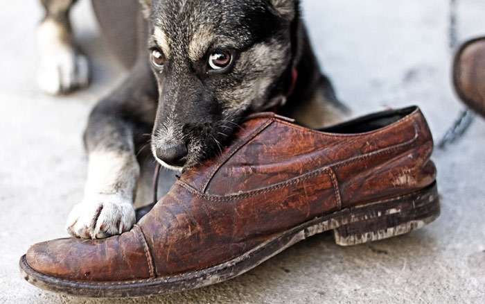 Щенок дворняжки грызет мужскую туфлю, фото фотография собаки