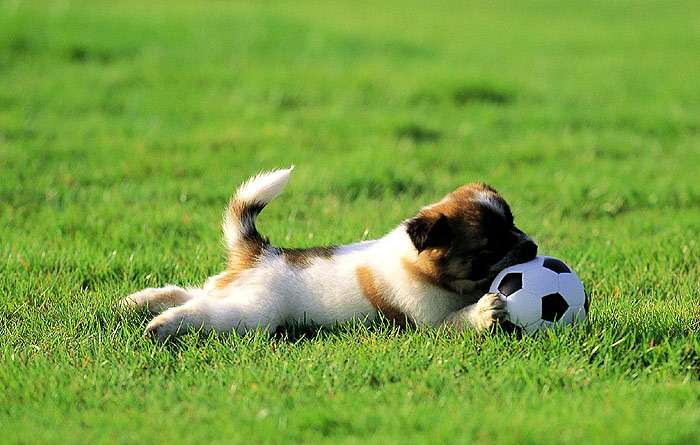 Щенок грызет мяч, фото фотография собаки