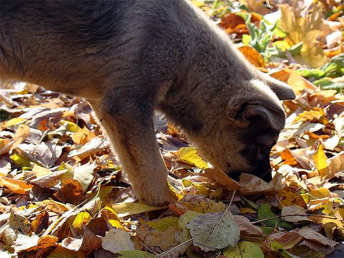 Щенок ищет в опавших листьях какашки говно, фото фотография собаки