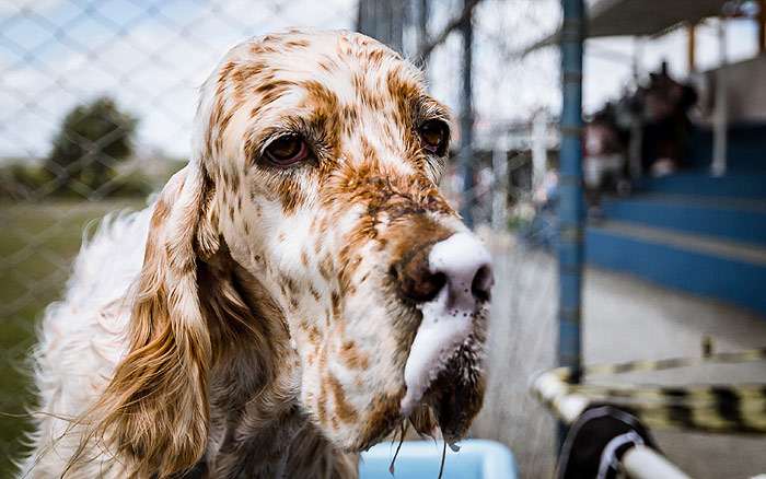 Английский сеттер с вымазанным носом, фото фотография собаки