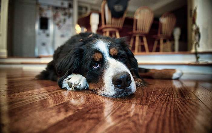 Бернский зенненхунд лежит на полу в квартире, фото фотография собаки