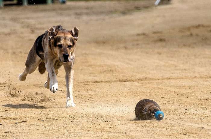 Собачьи бега, собака бежит за искусственным зайцем, фото фотография собаки