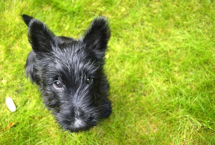 Щенок скотч-терьера (шотландского терьера), фото фотография собаки