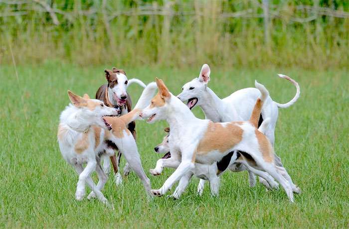 Играющие щенки борзой, фото фотография собаки