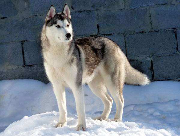 Сибирский хаски, фото породы собак 