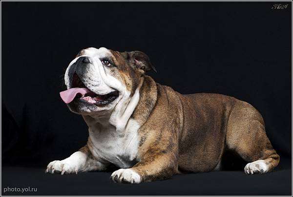 Английский бульдог, фото породы собак фотография
