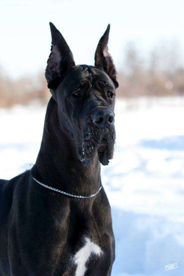 Дог, или немецкий дог (Great Dane Dog), фото породы собак фотография