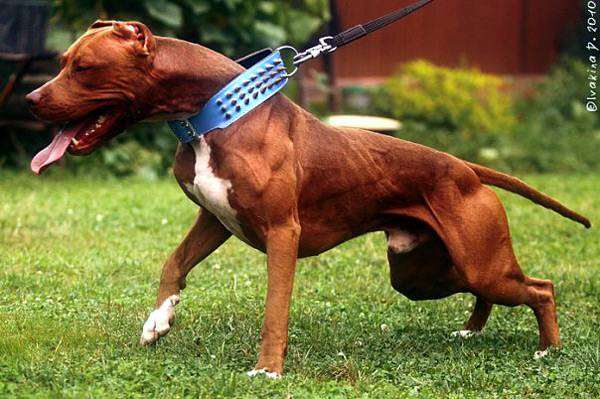Питбуль, или американский питбультерьер, фото породы собак фотография