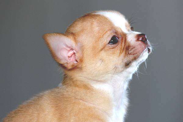 Чихуахуа, фото породы собак фотография