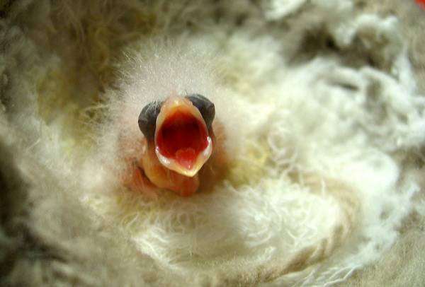 Слепой птенец канарейки, фото разведение канареек птицы фотография