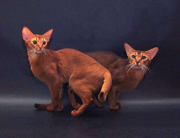 Абиссинские кошки, породы кошек фото фотография