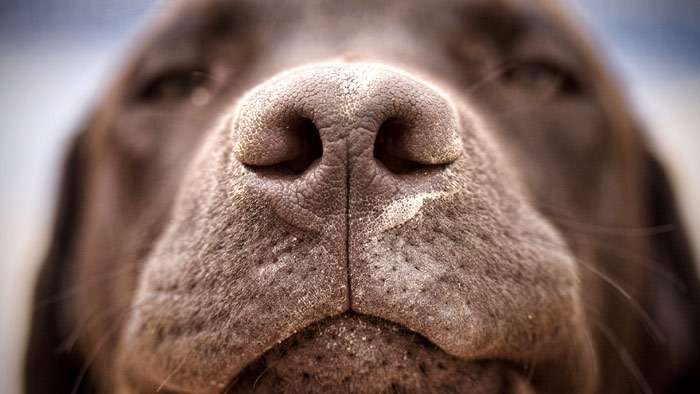 Нос шоколадного лабрадора, фото фотография собаки