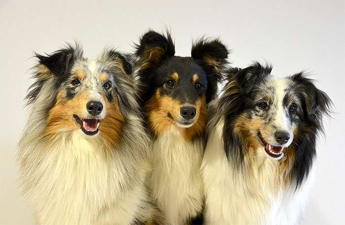 Три шелти, фото фотография собаки