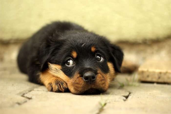 Испуганный щенок ротвейлера, фото фотография собаки