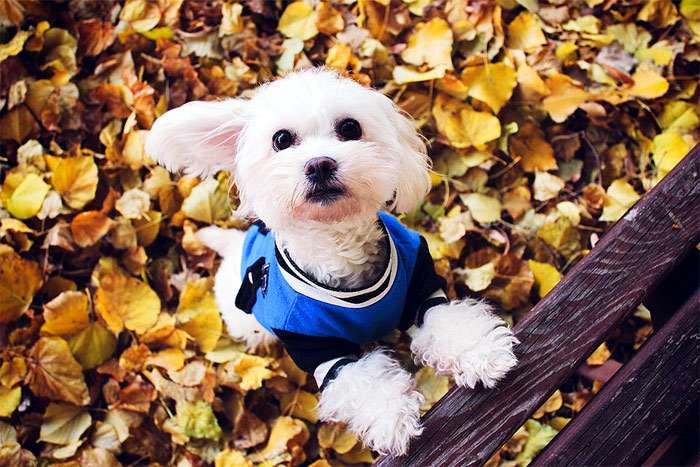 Мальтезе в одежде, осень, опавшие листья, фото фотография собаки