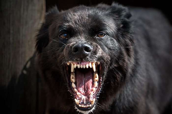 Злая агрессивная собака, фото фотография собаки