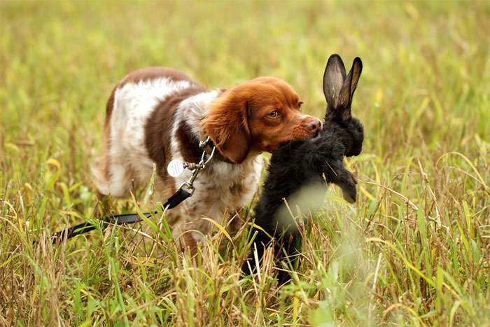 Бретонский спаниель несет убитого зайца, фото фотография собаки
