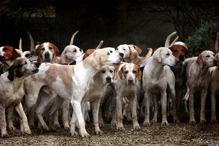 Стая легавых собак, фото фотография собаки
