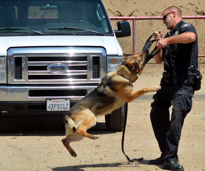 Полицейская овчарка работает на рукав, фото фотография собаки