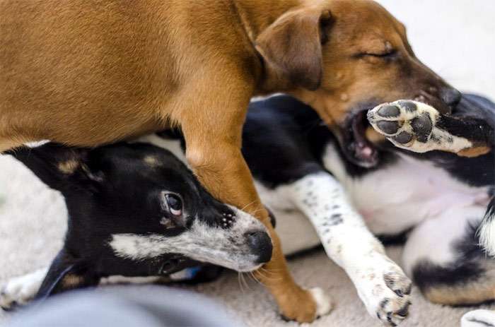 Две молодых собаки играют друг с другом, фото фотография собаки