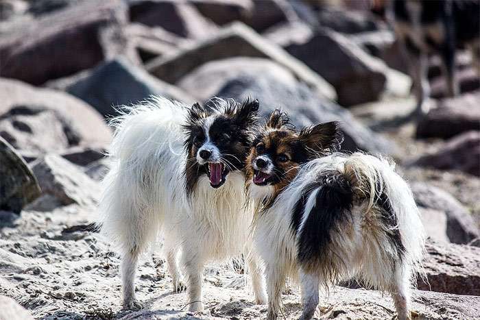 Два папильона, фото фотография собаки