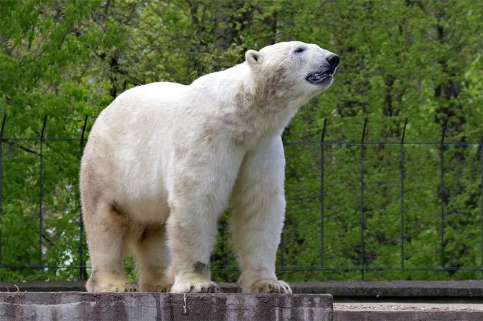 Белый, или полярный медведь, фото фотография хищники