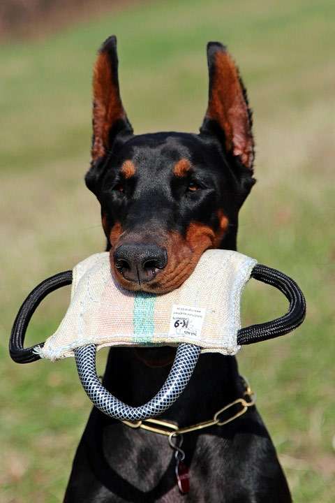 Доберман держит в зубах игрушку вырабатывающую хватку, фото фотография собаки