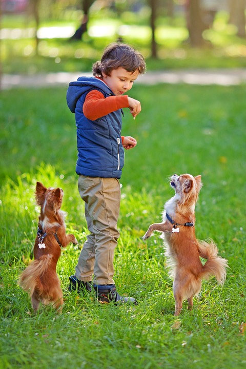Две рыжих чихуахуа стоят перед мальчиком на задних лапах, фото фотография собаки