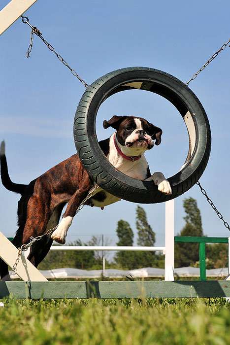 Немецкий боксер прыгает через кольцо, фото фотография собаки