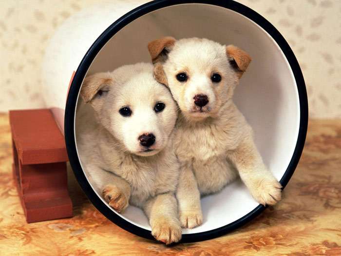 Два маленьких щенка, фото фотография собаки