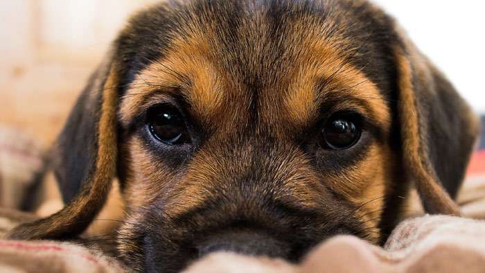 Преданные глаза коричневого щенка, фото фотография собаки