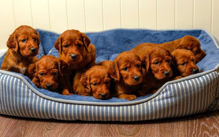 Восемь рыжих щенков, фото фотография собаки