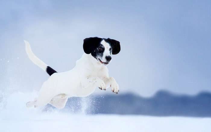 Белая собака с черными ушами прыгает в снег, фото фотография собаки