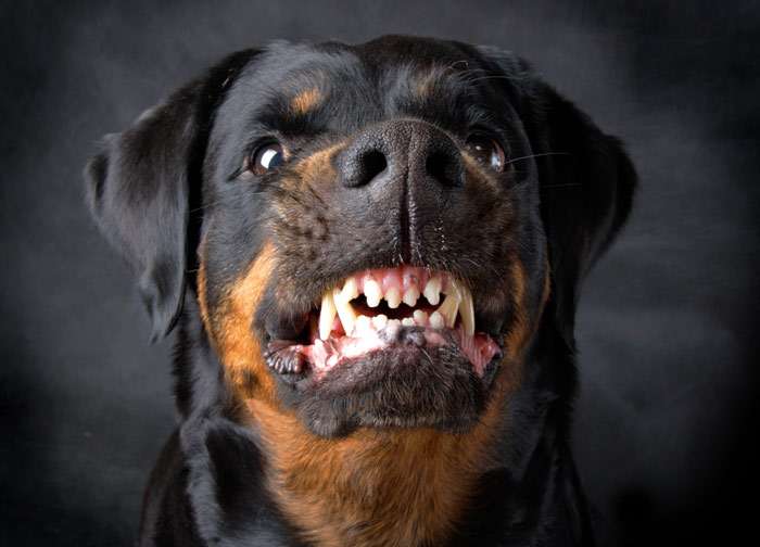 Грозный агрессивный ротвейлер, собака скалит зубы, фото фотография собаки