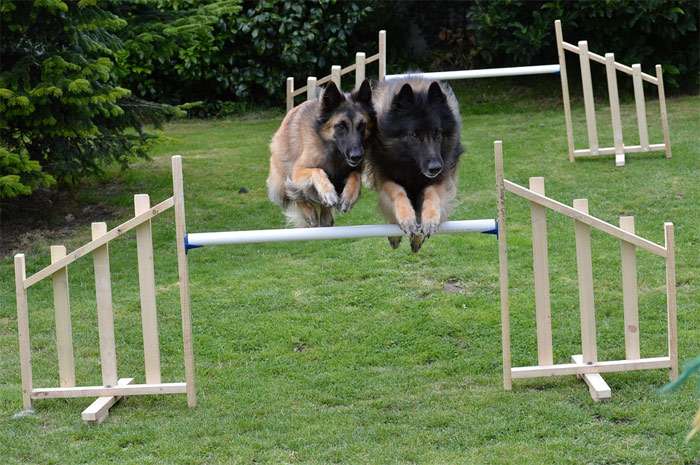 Две бельгийские овчарки перепрыгивают барьер, фотография фото собаки