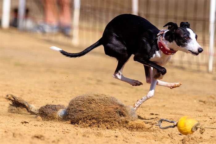 Грейхаунд собачьих бега, фотография фото собаки