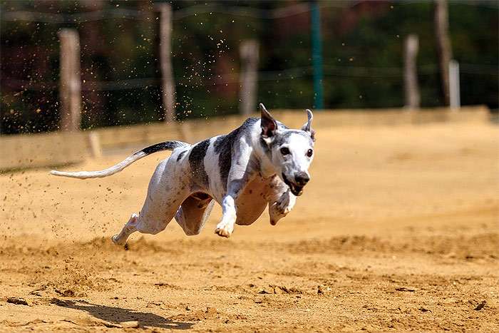 Грейхаунд бежит по песке на тренировке по курсингу, фотография фото собаки