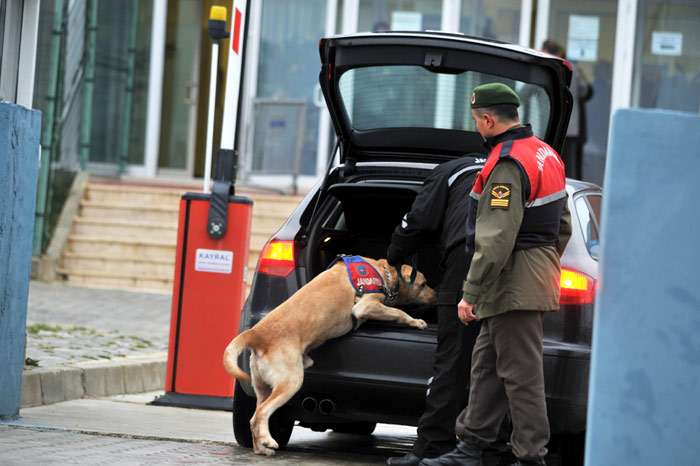 Палевый лабрадор ретривер обнюхивает машину, фото фотография собаки