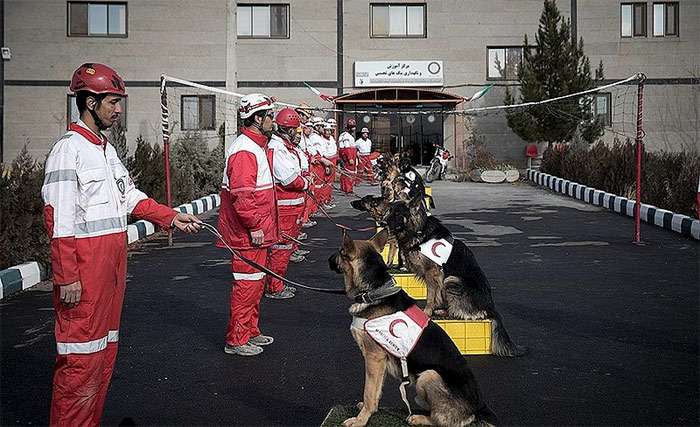 Дрессировка спасательных собак в группе, фото фотография собаки