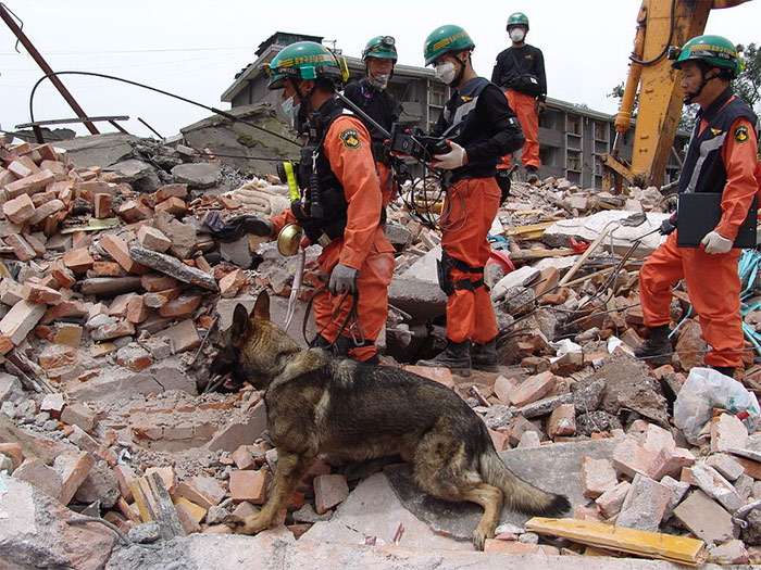 Собака-спасатель работает на поиске людей под завалами, фото фотография собаки