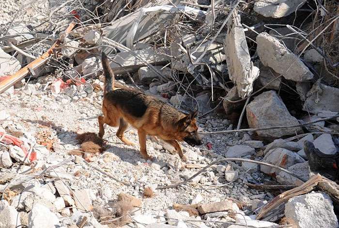 Немецкая овчарка исследует завалы после землетрясения, фото фотография собаки