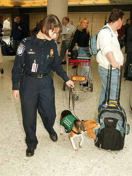 Бигль обнюхивает багаж в аэропорту, фото фотография собаки