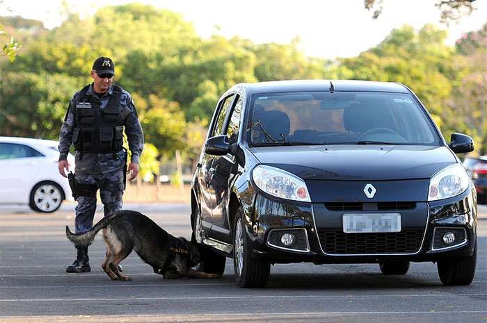 Полицейская овчарка обнюхивает машину, фото фотография собаки