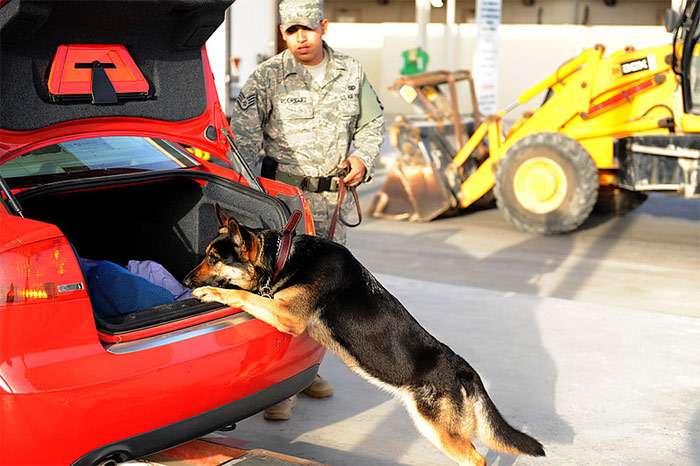 Полицейская овчарка обнюхивает багажник автомобиля, проводит обыск квартиры, фото фотография собаки