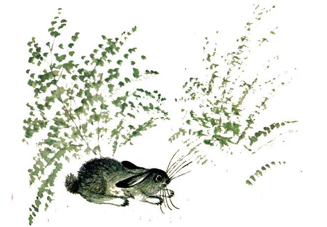 Заяц прячется в траве от охотников, рисунок иллюстрация